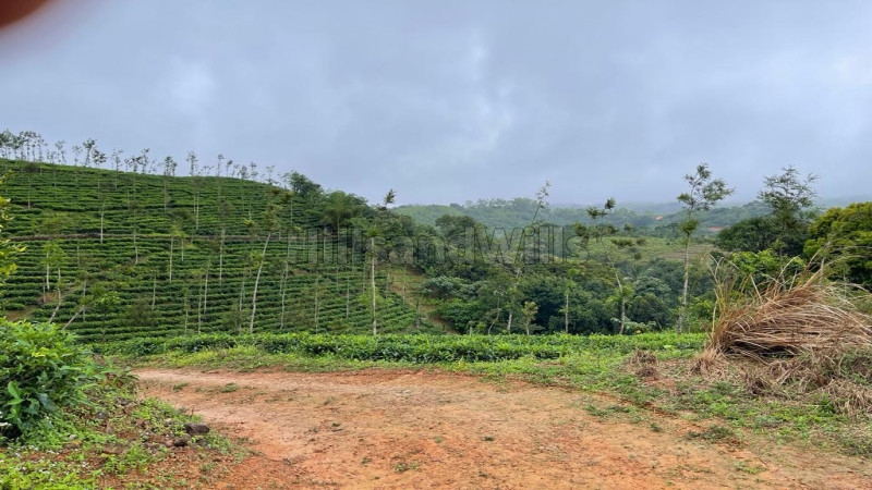 ₹25 Cr&nbsp;|&nbsp;23 acres tea estate for sale  in thonernad wayanad