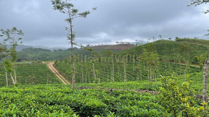 ₹25 Cr&nbsp;|&nbsp;23 acres tea estate for sale  in thonernad wayanad