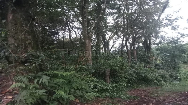 ₹79.20 Lac&nbsp;|&nbsp;167.50 cents coffee estate for sale  in bagamandala coorg