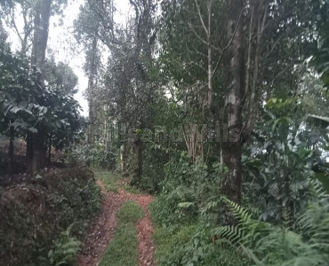 167.50 cents coffee estate for sale  in bagamandala coorg