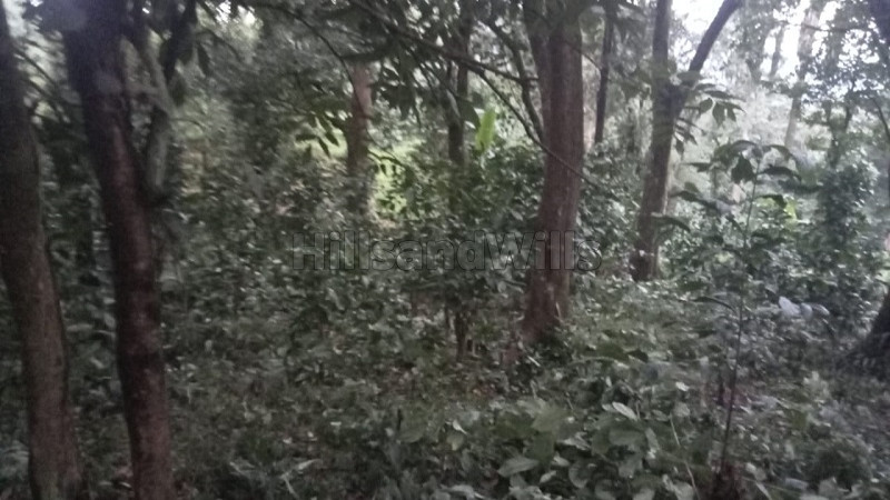 ₹79.20 Lac&nbsp;|&nbsp;167.50 cents coffee estate for sale  in bagamandala coorg