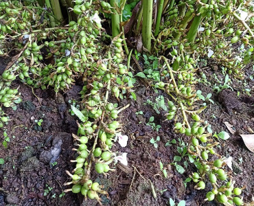 128 cents  cardamom estate for sale  in el kunnu munnar