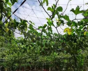 1 acres agriculture land for sale  in nenmeni wayanad
