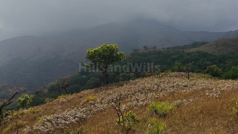 ₹30 Cr | 100 acres agriculture land for sale in north kodagu coorg
