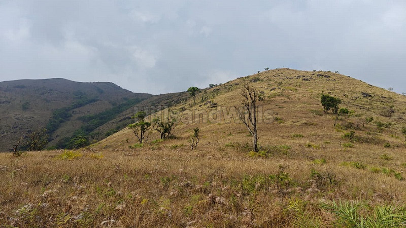 ₹30 Cr | 100 acres agriculture land for sale in north kodagu coorg