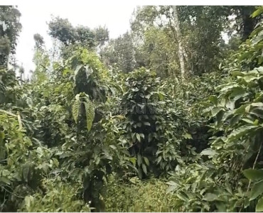 3.45 acres  coffee estate with farm house for sale  in mudigere chikmagalur