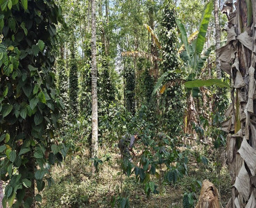 57 cents  land for sale  near boat house kolli hills
