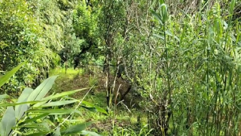 ₹35 Lac&nbsp;|&nbsp;1 acres agriculture land for sale  in lower kainjalia busty darjeeling