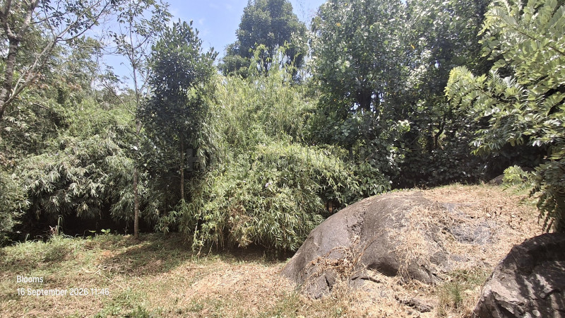 ₹1.05 Cr&nbsp;|&nbsp;3 acres agriculture land for sale  in mananthavady wayanad