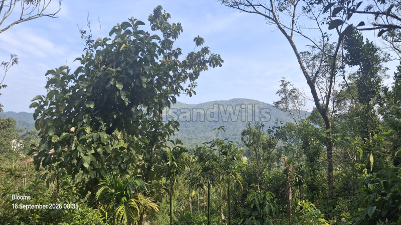 ₹1.05 Cr&nbsp;|&nbsp;3 acres agriculture land for sale  in mananthavady wayanad
