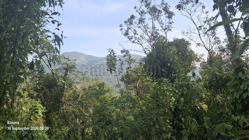 3 acres agriculture land for sale  in mananthavady wayanad