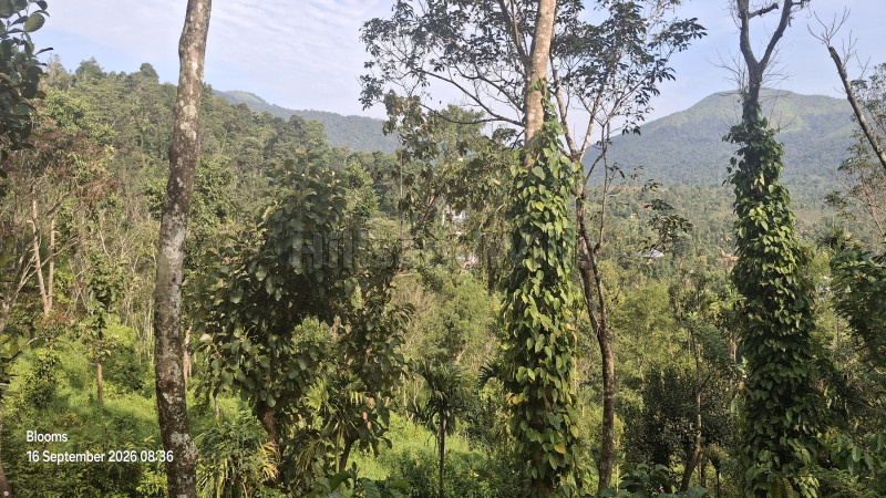 ₹1.05 Cr&nbsp;|&nbsp;3 acres agriculture land for sale  in mananthavady wayanad