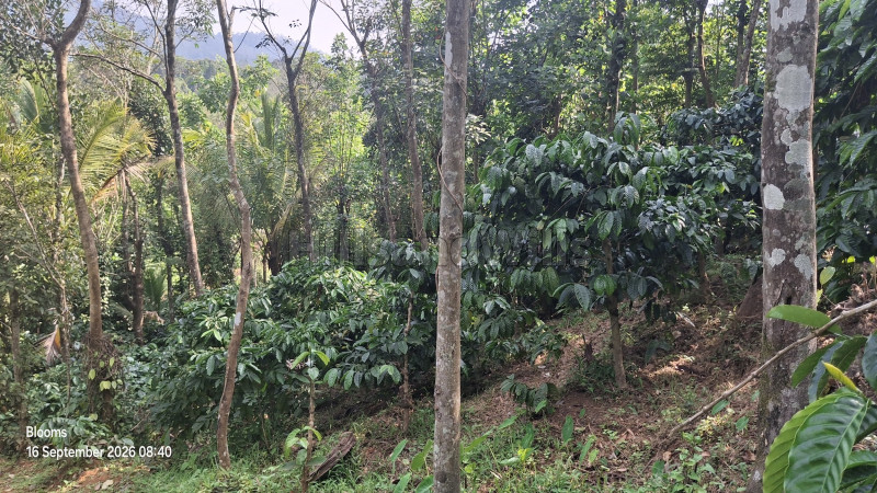 ₹1.05 Cr&nbsp;|&nbsp;3 acres agriculture land for sale  in mananthavady wayanad