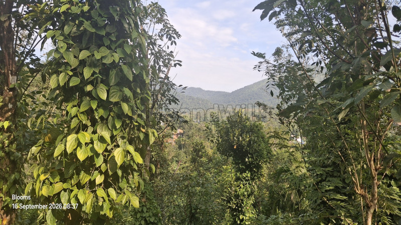 ₹1.05 Cr&nbsp;|&nbsp;3 acres agriculture land for sale  in mananthavady wayanad
