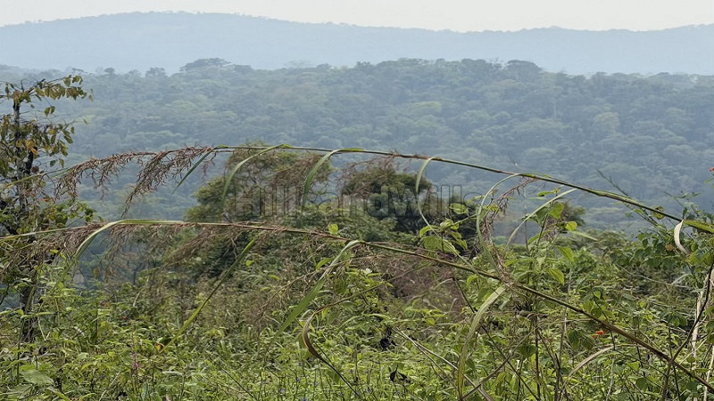 ₹1.50 Cr | 1.07 acres land for sale in rajakumary munnar